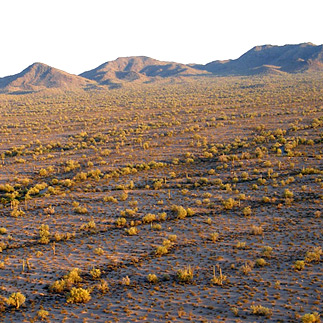 Arizona Deserts