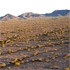 Arizona Deserts