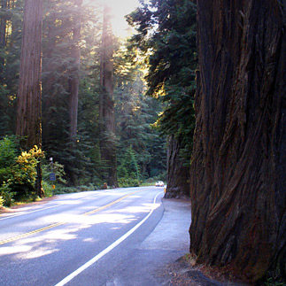 California Big Trees