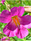 Plants of the West and Southwest