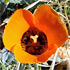 Arizona wildflowers