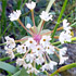 New Mexico wildflowers