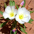 Nevada wildflowers
