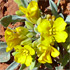 Utah wildflowers