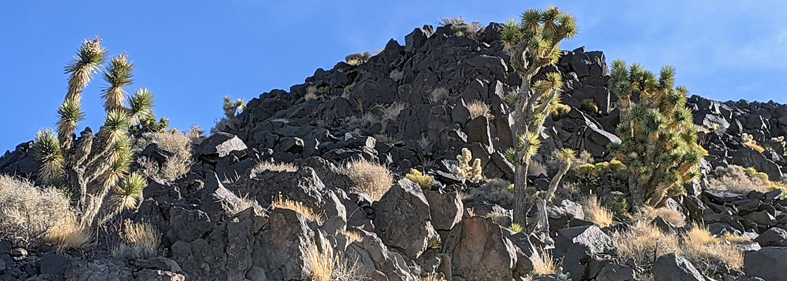 Joshua trees and jagged rocks, on Black Mountain