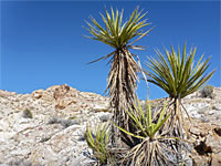 Four yucca stems