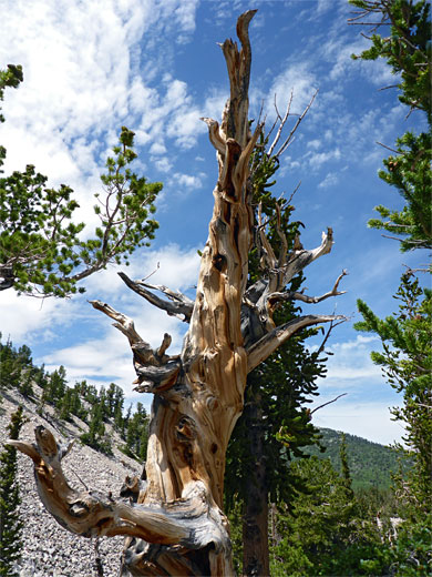 Bristlecone pines