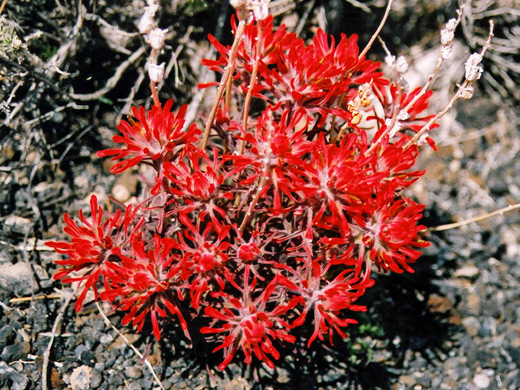 Indian paintbrush near the Lunar Crater