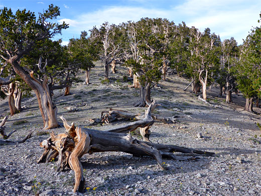 Upright and fallen bristlecone pine trees