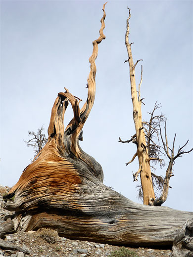 Bristlecone pine trunk, and a twisted root