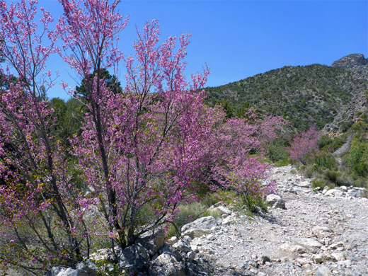 Redbud near the lower end of Waterfall Canyon