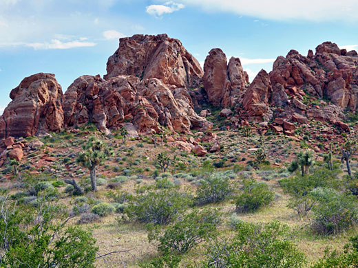Joshua trees below red rocks