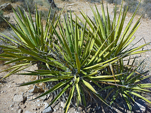 Yucca schidigera, Mojave yucca