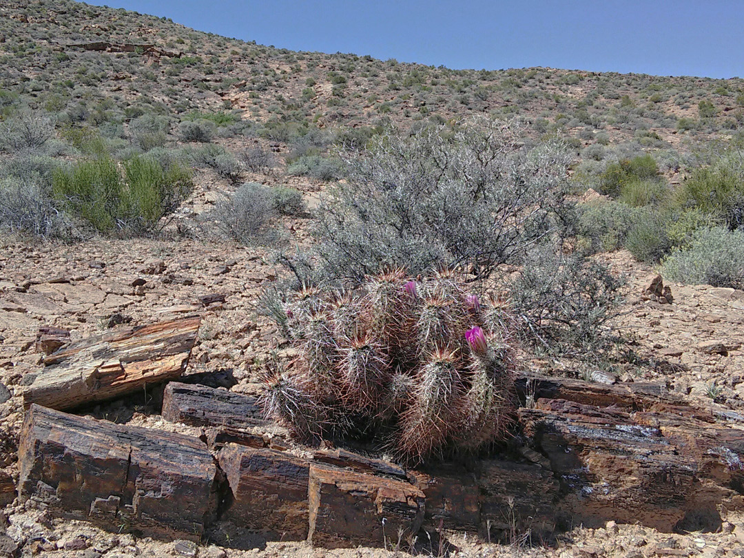 Cactus in petrified wood