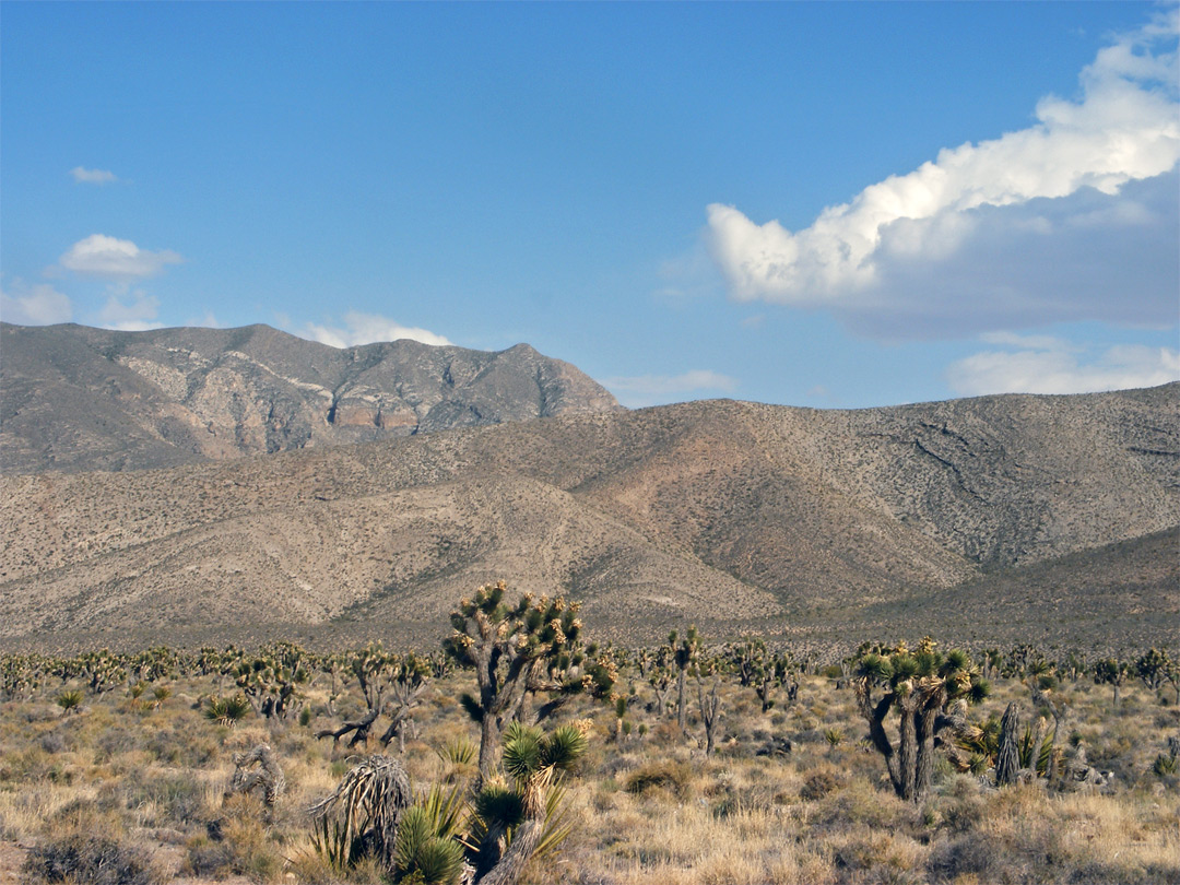 Desert south of NV 157