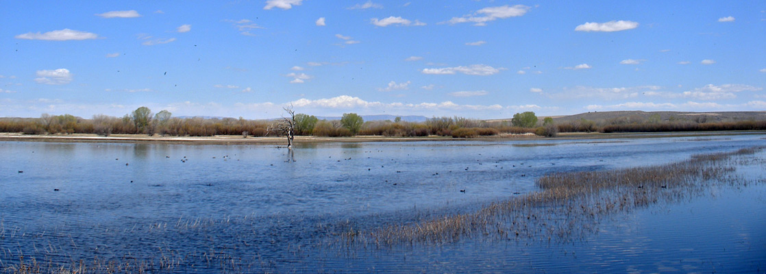 Clouds above the shallow waters of Bosque del Apache, along the Marsh Loop