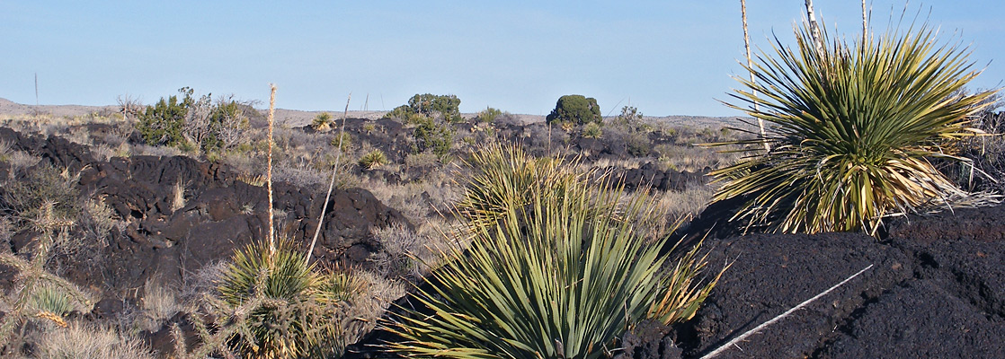 Sotol with flower stalks, growing in gaps in a lava ridge