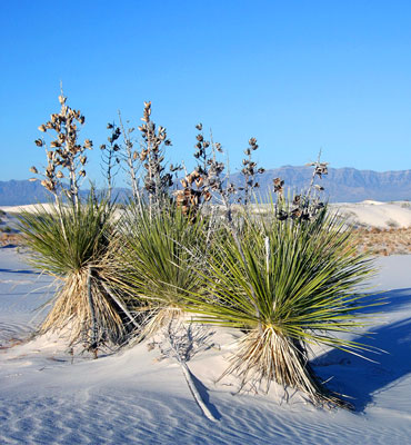White Sands National Park, Chihuahuan Desert