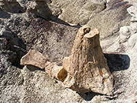 Upright petrified tree stump