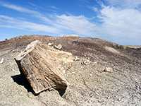 Petrified stump