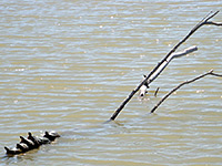 Turtles on a stick