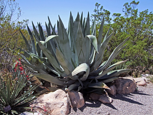 Yucca and agave