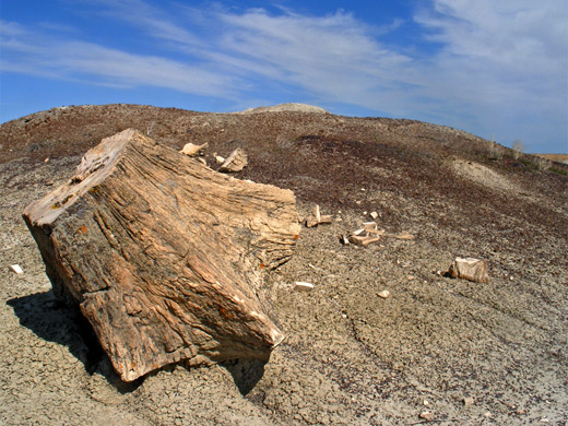 Petrified stump