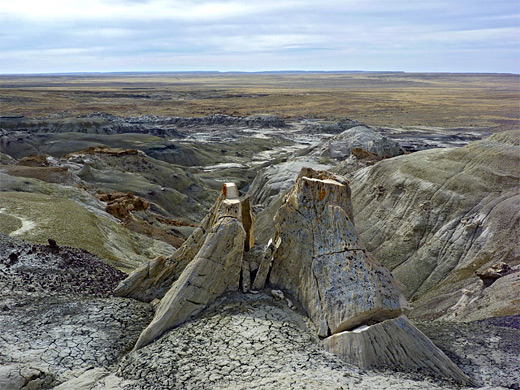 Fossil Forest