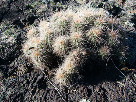 Echinocereus growing on lava