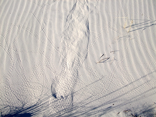 Lizard tracks in the sands