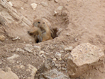 Photographs of Living Desert State Park
