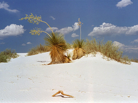 Photographs of White Sands National Monument