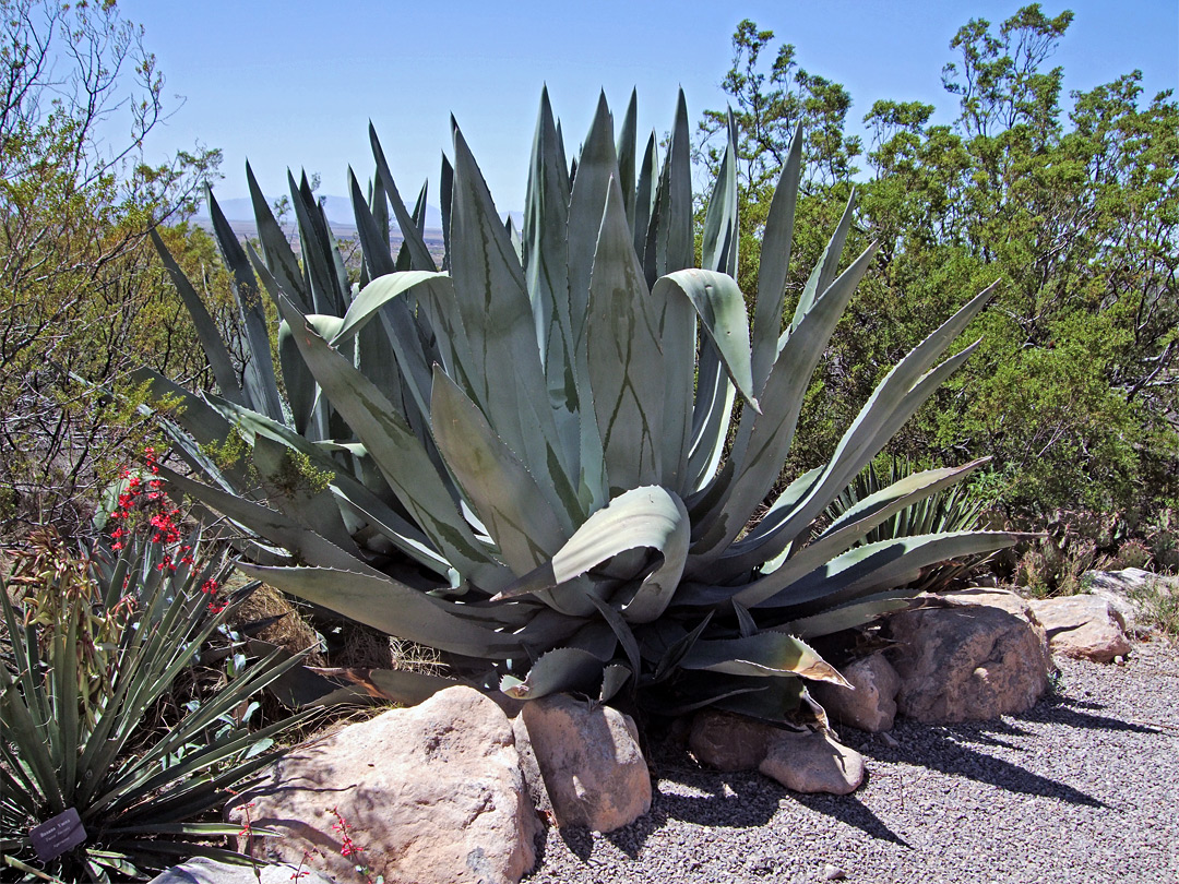 Agave in a cactus garden