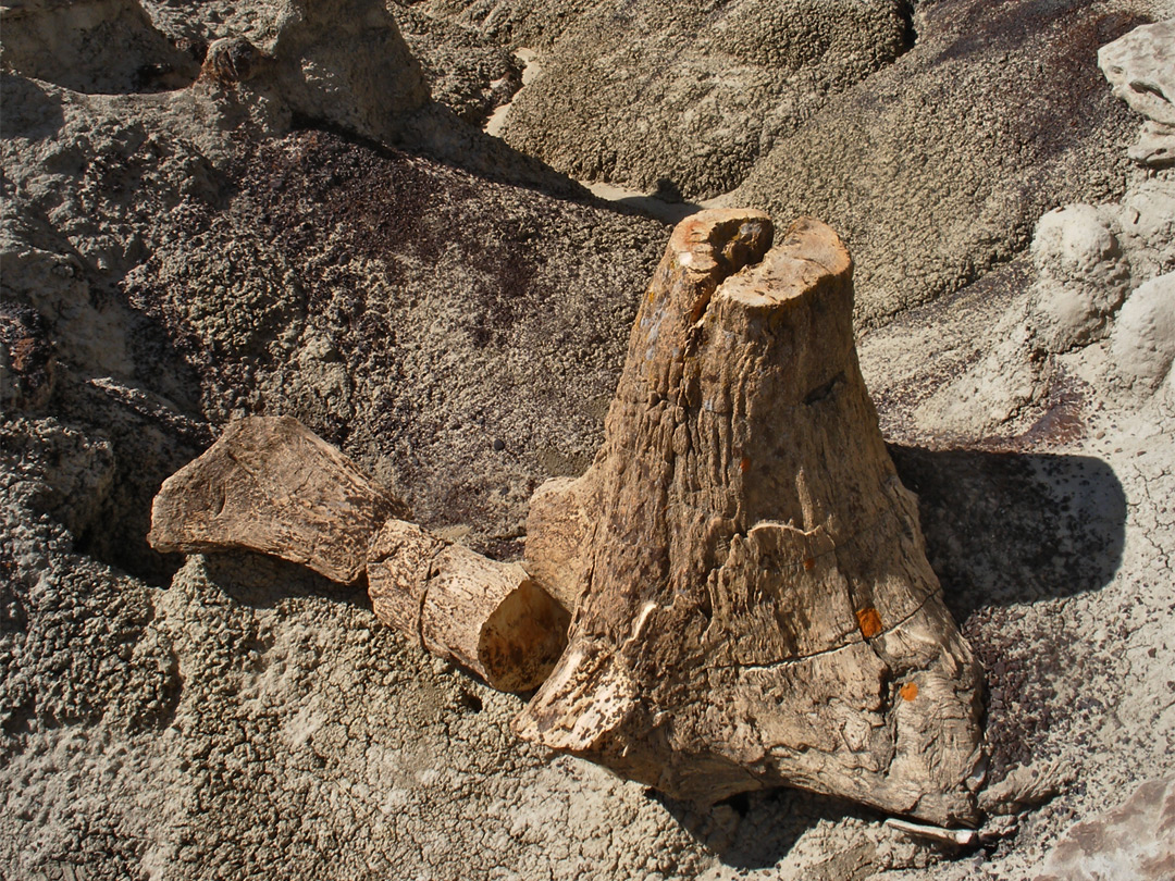 Upright petrified tree stump