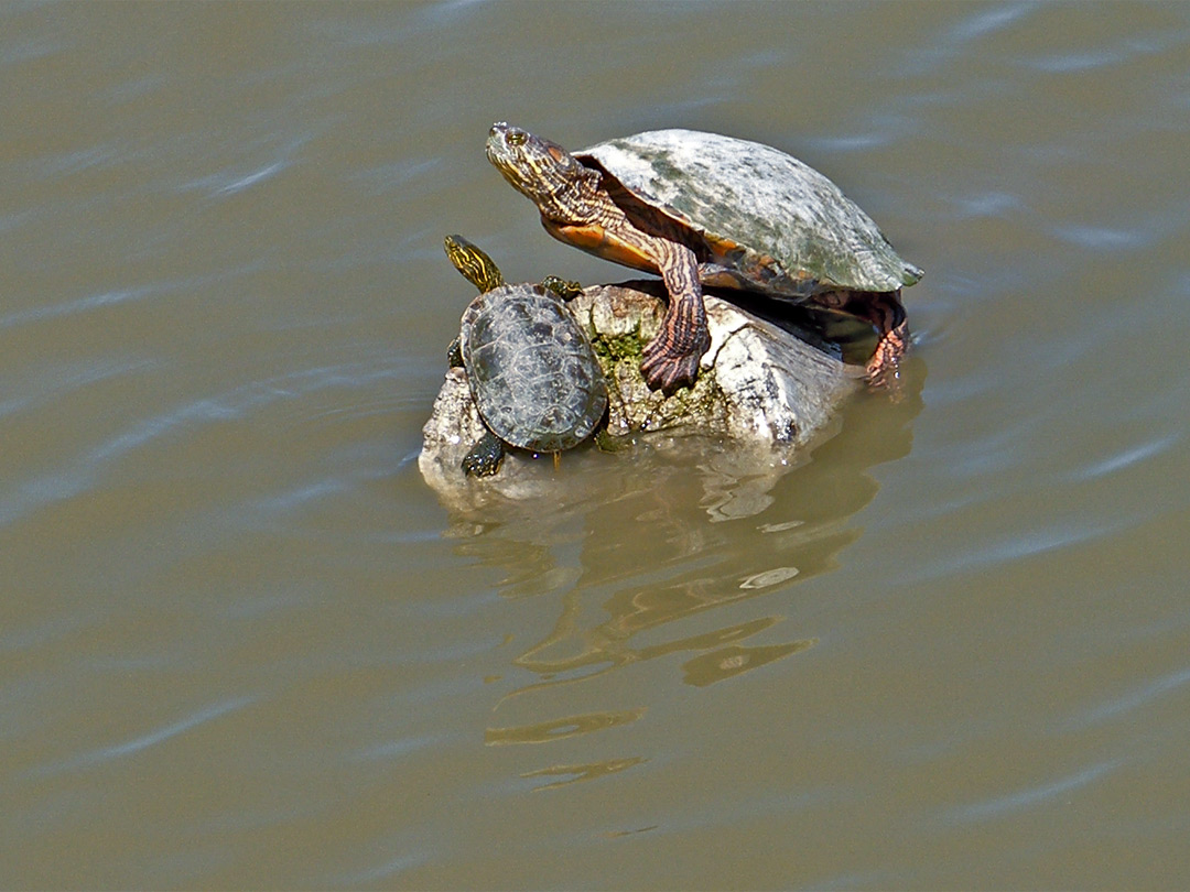 Two turtles