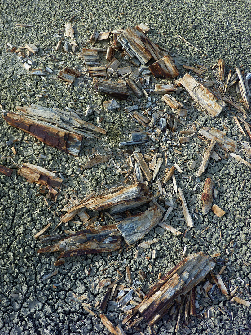 Petrified wood fragments