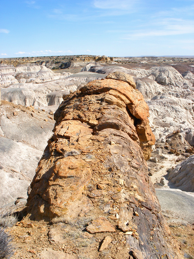 Petrified tree