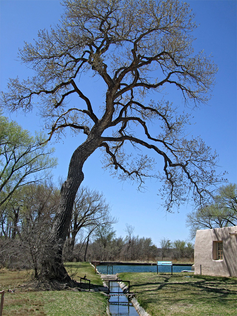 Rattlesnake Springs