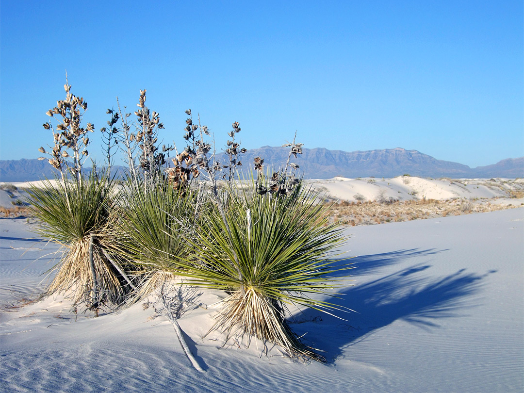 Group of soaptree yucca