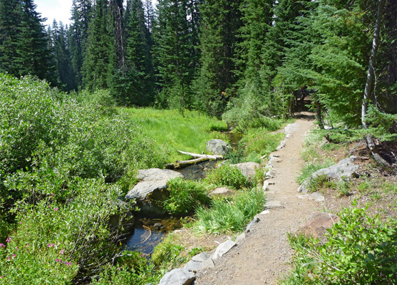 Small stream beside the Castle Crest Trail