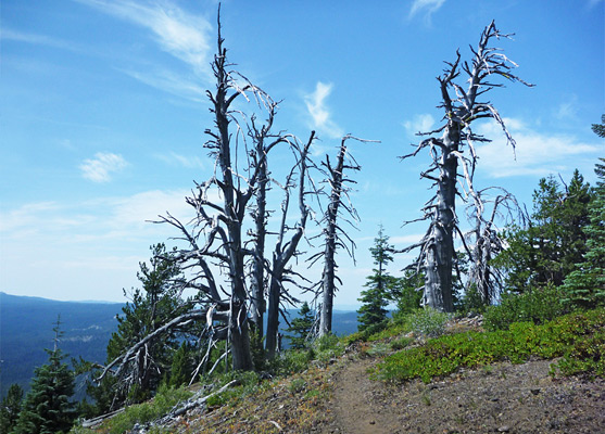 Dead pines on the summit of Crater Peak