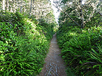 Straight path through the forest