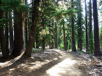Trees along the path