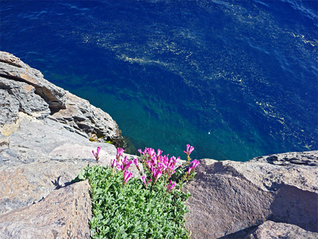 Cliff Penstemon; Cliff penstemon (penstemon rupicola), on a rock at the edge of Crater Lake, Oregon