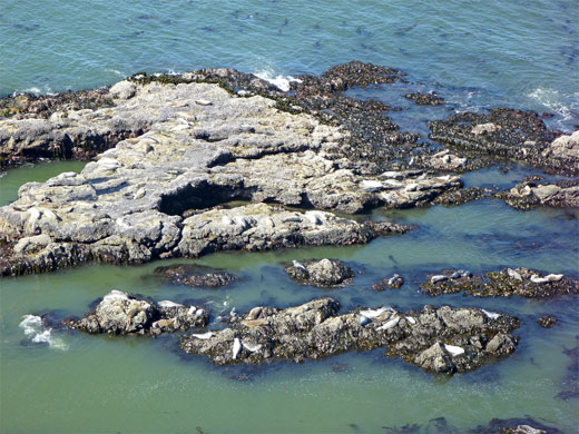 Harbor seals at Port Orford