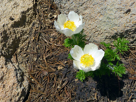 Western Pasque Flower; Two large flowers of anemone occidentalis (Western pasque flower), Mount Scott Trail, Crater Lake National Park, Oregon