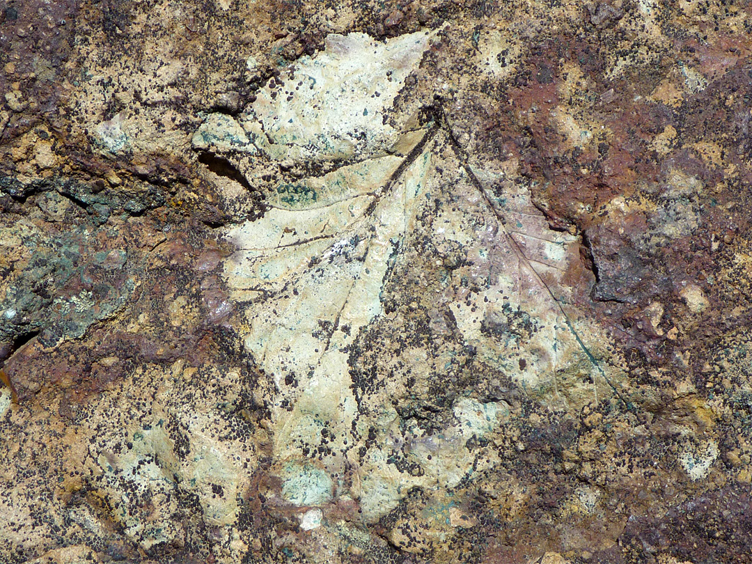 Fossil leaf imprint