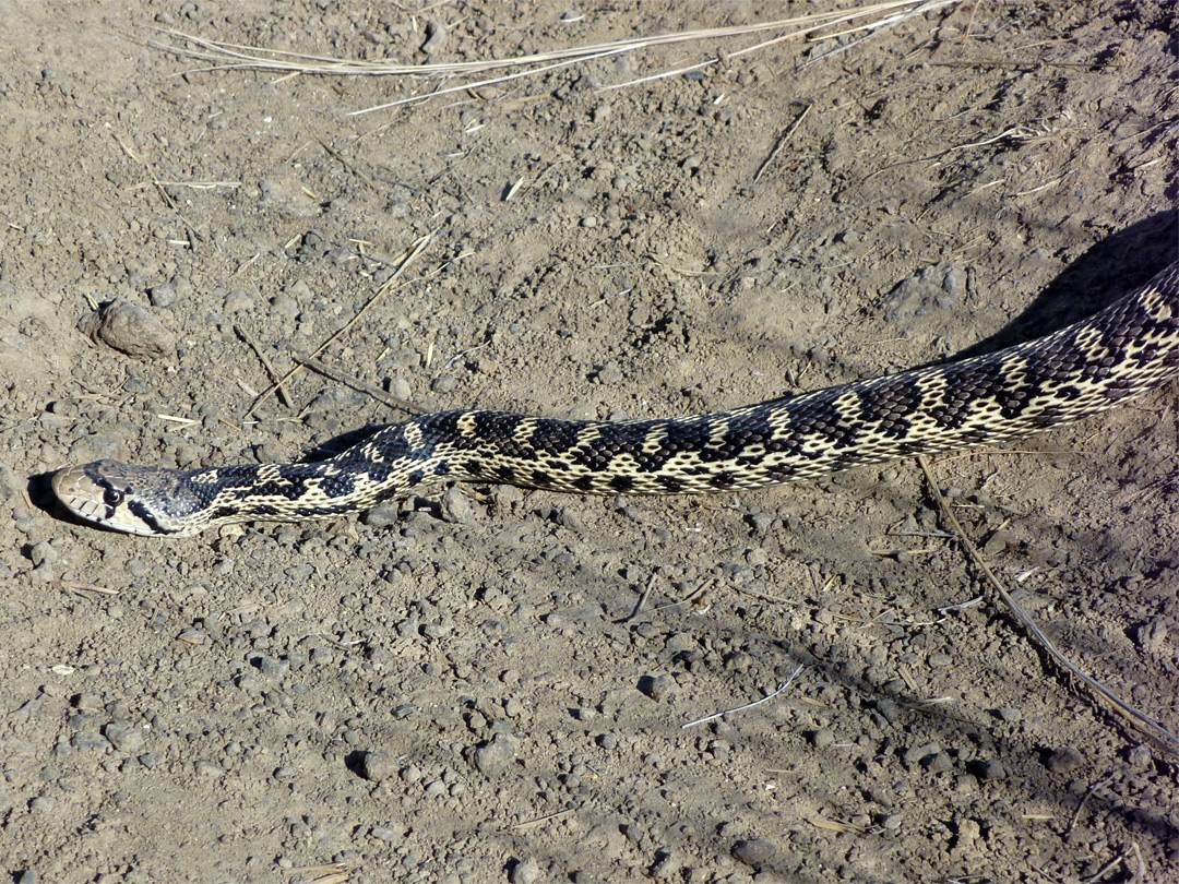 Pine gopher snake