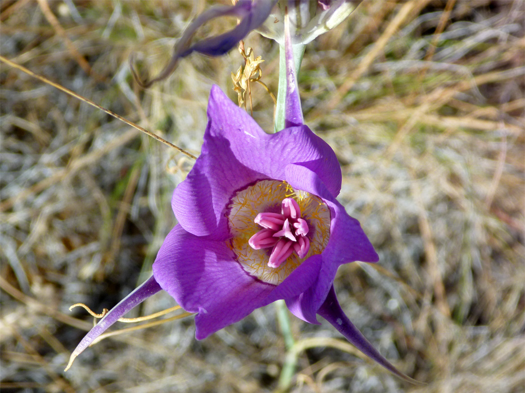 Purple petals and sepals