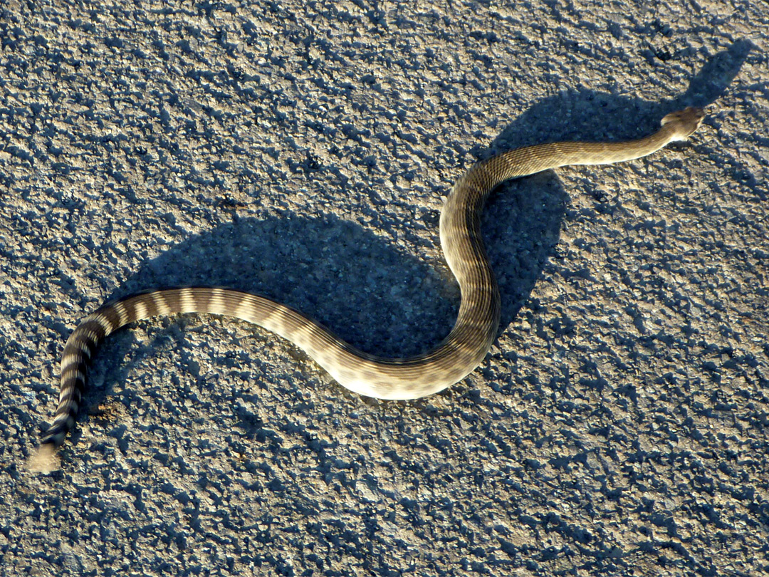 Snake on the road